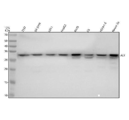 Anti-Aly Rabbit Monoclonal Antibody Boster Bio
