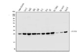 Anti-EIF6 Antibody Picoband® (monoclonal, 2I11 Boster Bio