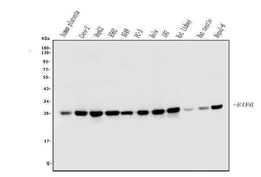 Anti-EIF6 Antibody Picoband® (monoclonal, 2I11 Boster Bio