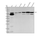 Anti-NPRC Rabbit Monoclonal Antibody Boster Bio