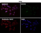 Anti-ATP5A1/Atp5A Rabbit Monoclonal Antibody Boster Bio