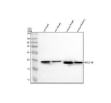 Anti-Ndufs4 Rabbit Monoclonal Antibody Boster Bio