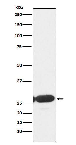 Anti-ERp29 Rabbit Monoclonal Antibody Boster Bio