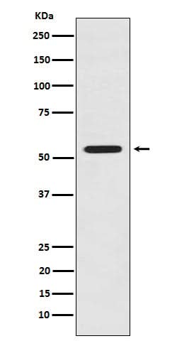 Anti-LMAN1 Rabbit Monoclonal Antibody Boster Bio