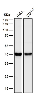 Anti-PRAS40 AKT1S1 Monoclonal Antibody Boster Bio