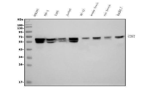 Anti-U2AF65/U2AF2 Picoband® Antibody (monoclonal, 3G9 Boster Bio
