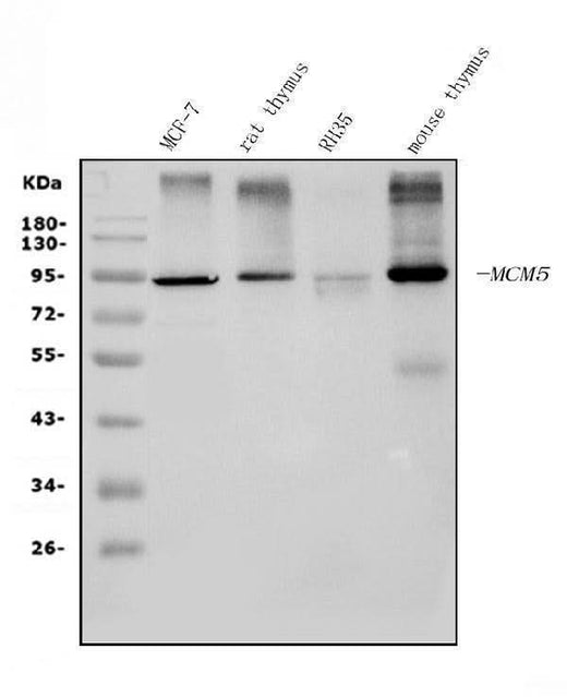 Anti-MCM5 Picoband® Antibody (monoclonal, 4G10 Boster Bio