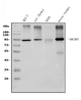 Anti-MCM5 Picoband® Antibody (monoclonal, 4G10 Boster Bio