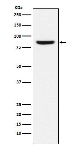 Anti-MCM5 Monoclonal Antibody Boster Bio