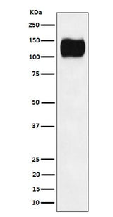 Anti-ICAM3 / CD50 Rabbit Monoclonal Antibody Boster Bio