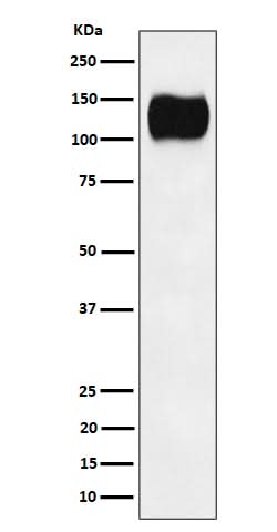 Anti-ICAM3 / CD50 Rabbit Monoclonal Antibody Boster Bio