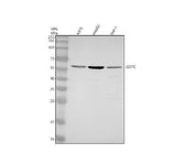 Anti-PIST Rabbit Monoclonal Antibody Boster Bio
