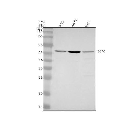 Anti-PIST Rabbit Monoclonal Antibody Boster Bio