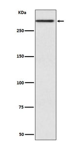 Anti-Cubilin CUBN Rabbit Monoclonal Antibody Boster Bio