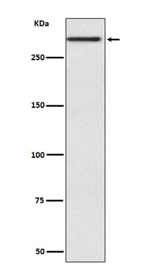 Anti-Cubilin CUBN Rabbit Monoclonal Antibody Boster Bio