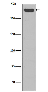Anti-Cubilin CUBN Rabbit Monoclonal Antibody Boster Bio