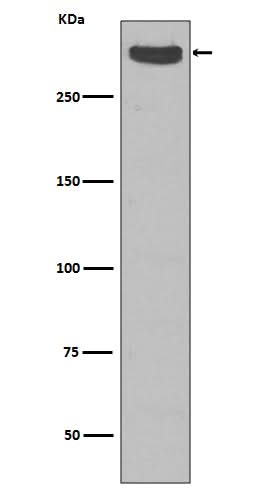 Anti-Cubilin CUBN Rabbit Monoclonal Antibody Boster Bio