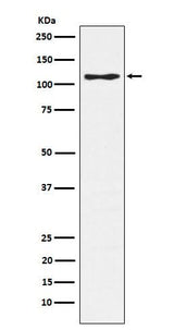 Anti-CD162 Monoclonal Antibody Boster Bio