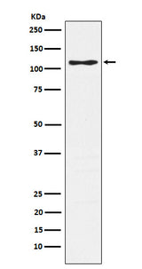 Anti-CD162 Monoclonal Antibody Boster Bio