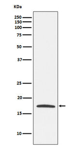 Anti-Claudin 4 Monoclonal Antibody Boster Bio