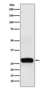 Anti-beta Casein Rabbit Monoclonal Antibody Boster Bio
