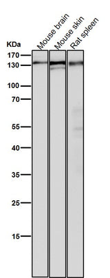 Anti-POLD1 Rabbit Monoclonal Antibody Boster Bio