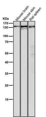 Anti-POLD1 Rabbit Monoclonal Antibody Boster Bio