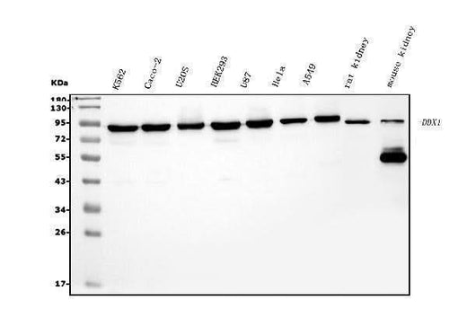 Anti-DDX1 Picoband® Antibody (monoclonal, 2D4 Boster Bio
