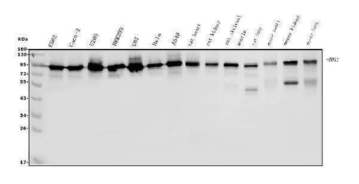 Anti-DDX1 Picoband® Antibody (monoclonal, 11E5 Boster Bio