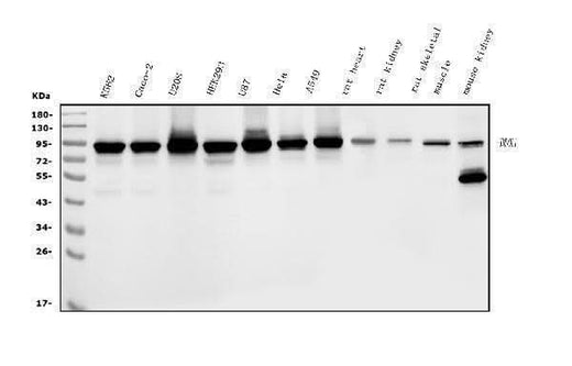 Anti-DDX1 Picoband® Antibody (monoclonal, 3I10 Boster Bio