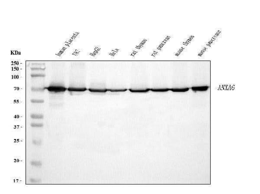 Anti-Annexin VI Antibody Picoband® (monoclonal, 4C4 Boster Bio