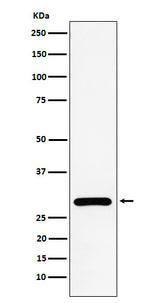 Anti-NEK6 Rabbit Monoclonal Antibody Boster Bio
