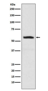 Anti-alpha Internexin INA Monoclonal Antibody Boster Bio