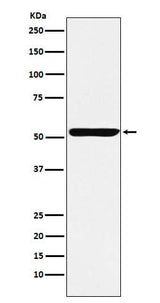 Anti-Nuf2 Rabbit Monoclonal Antibody Boster Bio