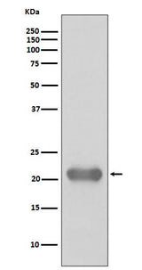 Anti-Smac/Diablo Rabbit Monoclonal Antibody Boster Bio