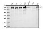 Anti-AFF4 Picoband® Antibody (monoclonal, 8G12 Boster Bio