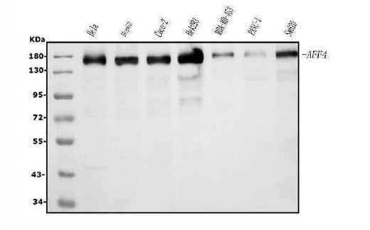 Anti-AFF4 Picoband® Antibody (monoclonal, 8G12 Boster Bio