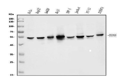 Anti-DDX6 Antibody Picoband® (monoclonal, 8G6 Boster Bio