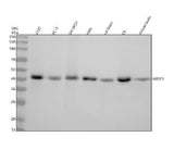 Anti-COUP TF1 NR2F1 Monoclonal Antibody Boster Bio
