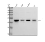 Anti-Glutathione Peroxidase 2 Rabbit Monoclonal Antibody Boster Bio