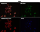 Anti-Destrin Rabbit Monoclonal Antibody Boster Bio