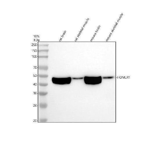 Anti-Homer1 Rabbit Monoclonal Antibody Boster Bio