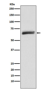 Anti-USP22 Monoclonal Antibody Boster Bio
