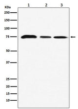 Anti-KAT7 / HBO1 / MYST2 Monoclonal Antibody Boster Bio