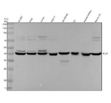Anti-Arp2 Rabbit Monoclonal Antibody Boster Bio