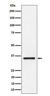 Anti-Kallikrein 8 Rabbit Monoclonal Antibody Boster Bio