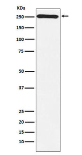 Anti-MYO7A Monoclonal Antibody Boster Bio