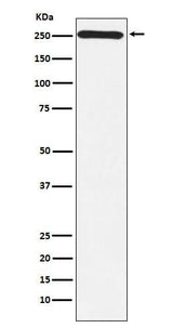 Anti-MYO7A Monoclonal Antibody Boster Bio