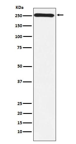 Anti-MYO7A Monoclonal Antibody Boster Bio