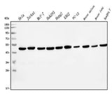 Anti-EIF4A1 Antibody Picoband® (monoclonal, 11B8 Boster Bio